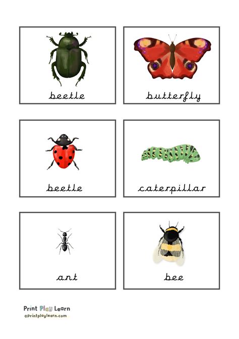 Free Printable Insect Flashcards
